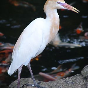 Cattle Egret (Bubulcus ibis)