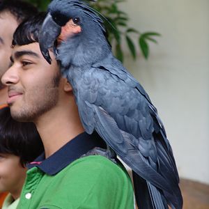 Palm Cockatoo (Probosciger aterrimus)