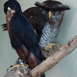 Barred Eagle-owl (Bubo sumatranus) & Oriental Hobby (Falco severus)