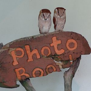 Oriental Bay Owls (Phodilus badius)