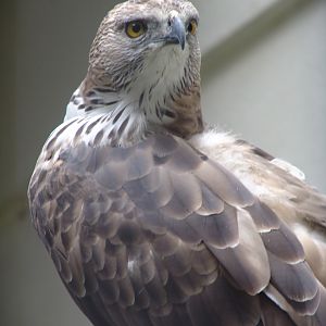 Changeable Hawk-eagle (Nisaetus cirrhatus)