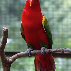 Chattering Lory (Lorius garrulus)