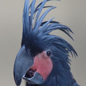 Palm Cockatoo (Probosciger aterrimus)