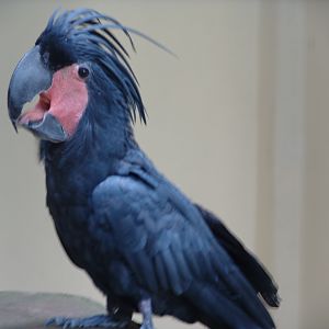 Palm Cockatoo (Probosciger aterrimus)