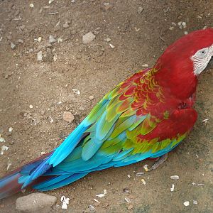 Green Winged Macaw (Ara chloropterus)