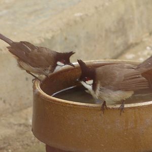 Red-whiskered Bulbul (Pycnonotus jocosus)