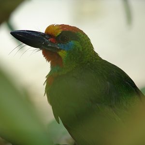 Red-throated Barbet (Megalaima mystacophanos)