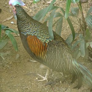 Green Junglefowl (Gallus varius)