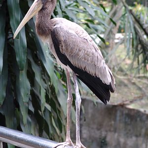 Young Milky Stork (Mycteria cinerea)
