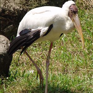 Milky Stork (Mycteria cinerea)
