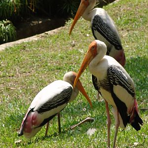Yellow-billed Stork (Mycteria ibis)