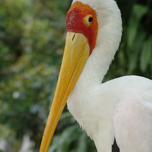 Milky Stork (Mycteria cinerea)