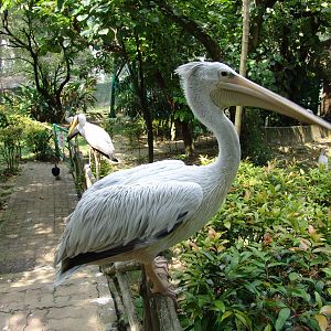 Spot-billed Pelican (Pelecanus philippensis)