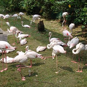 A group of Greater Flamingo (Phoenicopterus roseus)