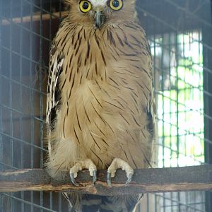 Buffy Fish-owl (Ketupa ketupu)