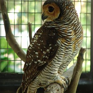 Spotted Wood Owl (Strix seloputo)