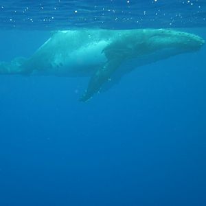 Humpback Whale