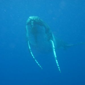 Humpback Whale