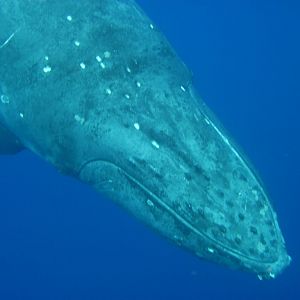 Humpback Whale