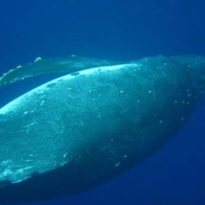 Humpback Whale