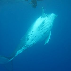Humpback Whale