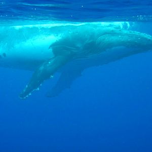 Humpback Whale