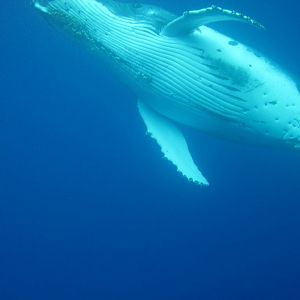 Humpback Whale