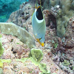 Saddled Butterflyfish