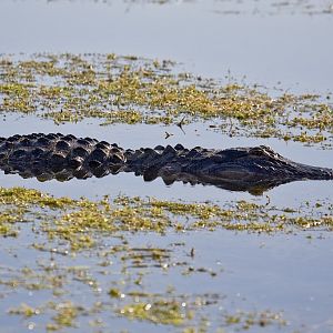 Alligator