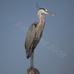 Great Blue Heron
