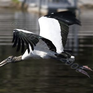 Wood Stork