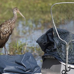 Limpkin