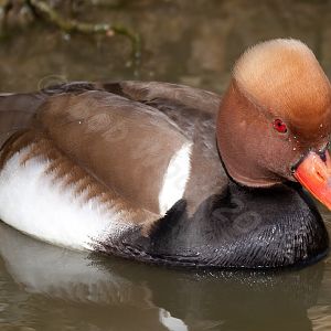 Red Crested  Pochard