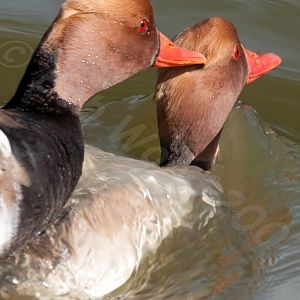 Red Crested  Pochard