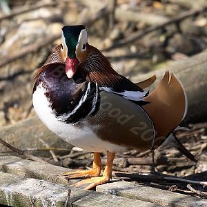 Mandarin Duck
