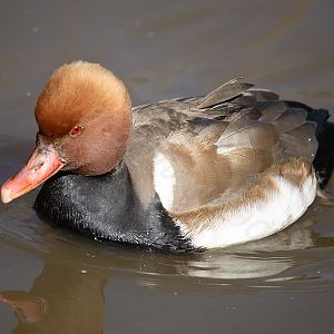 Red Crested  Pochard