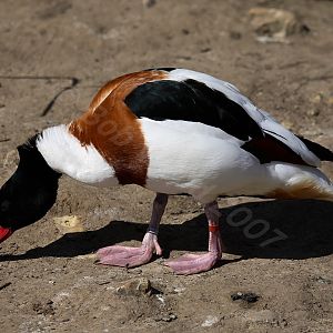 Shelduck