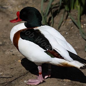 Shelduck