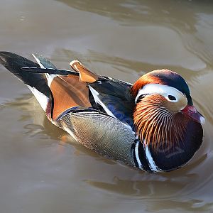 Mandarin Duck