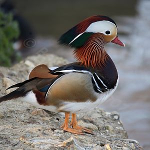 Mandarin Duck