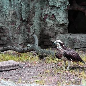 Rybołów (Pandion haliaetus)