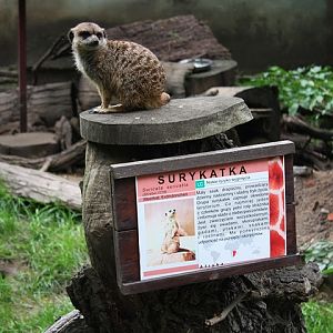 Surykatka (Suricata suricatta)