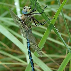 Anax imperator
