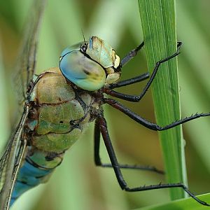 Anax imperator