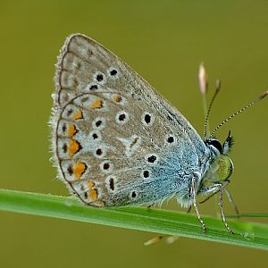 Polyommatus icarus