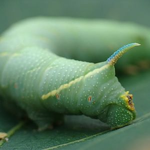 Nastrosz półpawik (Smerinthus ocellatus)