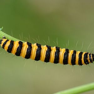 Proporzyca marzymłódka (Tyria jacobaeae)