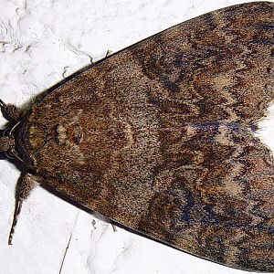 Catocala nupta