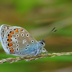 Modraszek ikar (Polyommatus icarus)