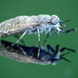 Horsefly